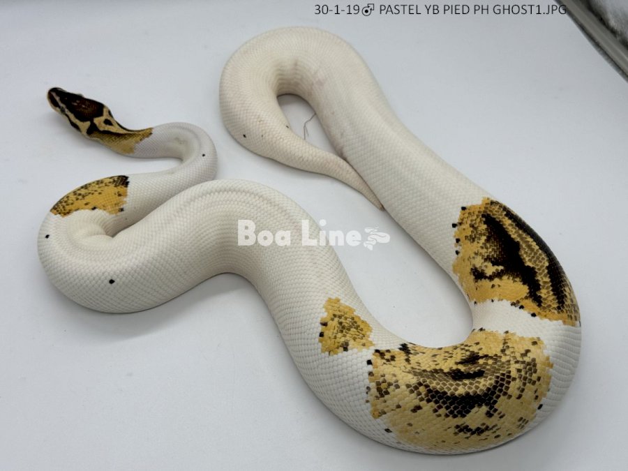 PASTEL YB PIED PH GHOST